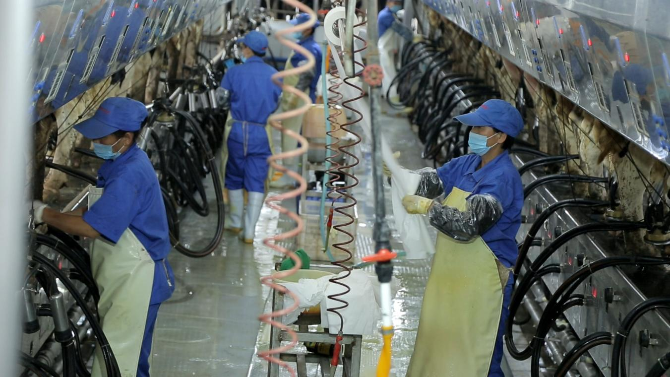 花花牛丨河南農(nóng)業(yè)大學(xué)黨委副書(shū)記、校長(zhǎng)介曉磊一行蒞臨花花牛河南瑞亞參觀(guān)調(diào)研