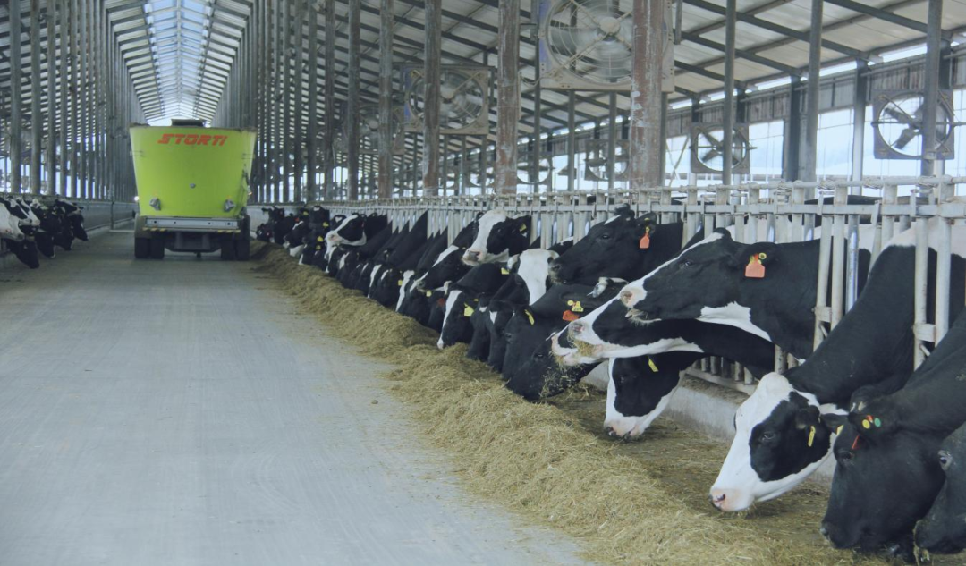 北京大學南南合作與發(fā)展學院教授、全球伙伴關系主任周詠梅一行蒞臨花花牛平輿瑞亞牧業(yè)參觀調研