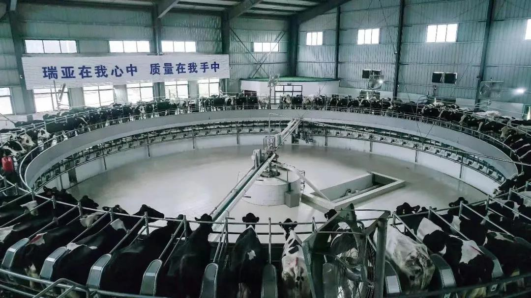 花花牛丨國(guó)家奶牛產(chǎn)業(yè)技術(shù)體系首席科學(xué)家、中國(guó)農(nóng)業(yè)大學(xué)教授李勝利一行蒞臨花花牛魯山瑞亞參觀調(diào)研