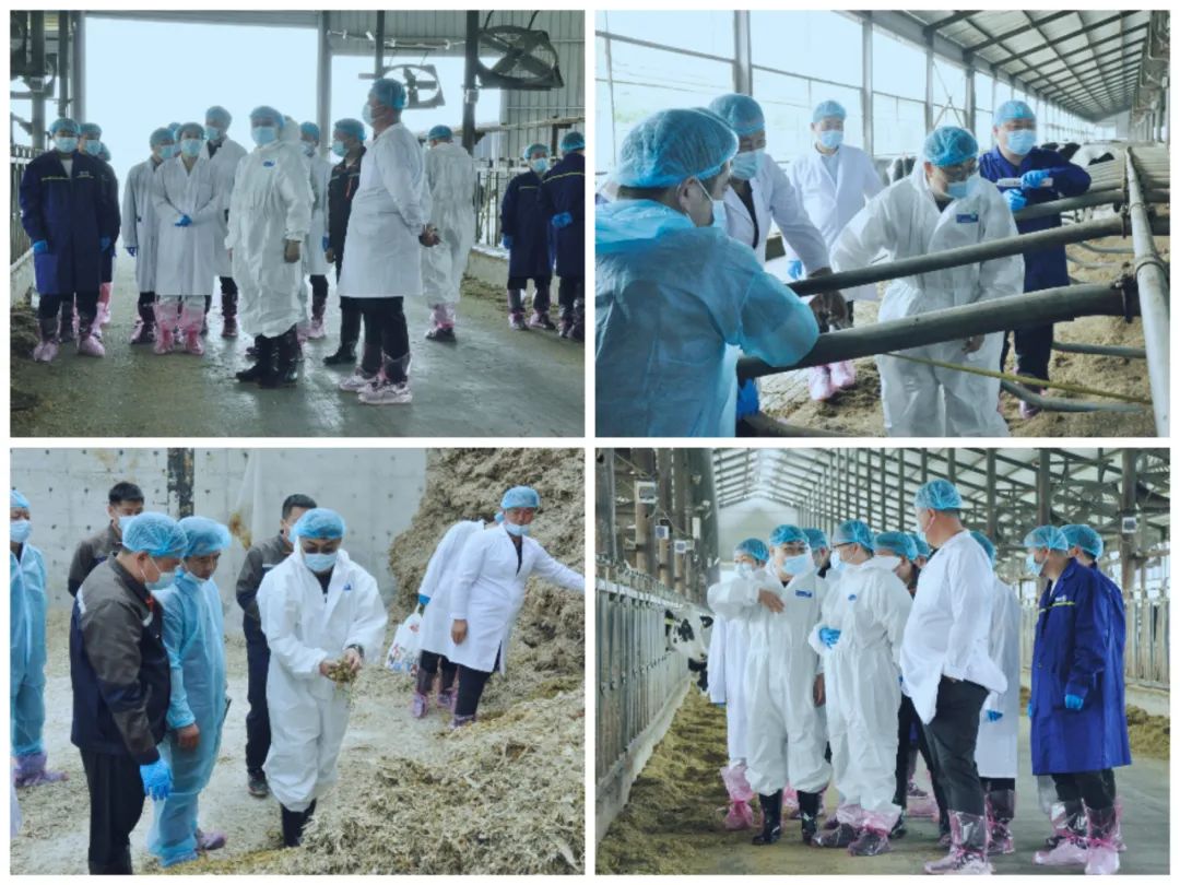 花花牛丨國(guó)家奶牛產(chǎn)業(yè)技術(shù)體系首席科學(xué)家、中國(guó)農(nóng)業(yè)大學(xué)教授李勝利一行蒞臨花花牛魯山瑞亞參觀調(diào)研