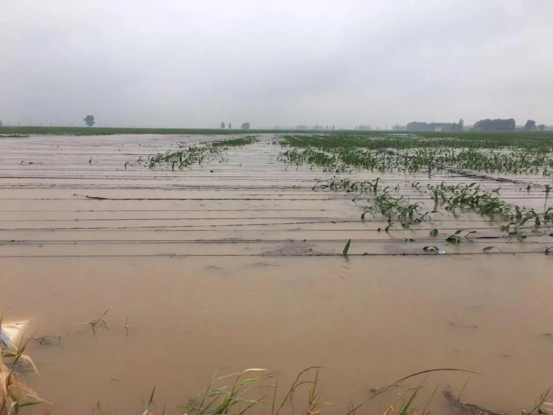 【乳報·聚焦】“豫”難而上的中原牛人“太中了”！