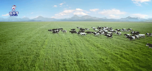 榮譽(yù) | “百家牛場(chǎng)青貯質(zhì)量評(píng)鑒活動(dòng)”花花牛新蔡瑞亞牧業(yè)、河南合源乳業(yè)分別榮獲一、三等獎(jiǎng)