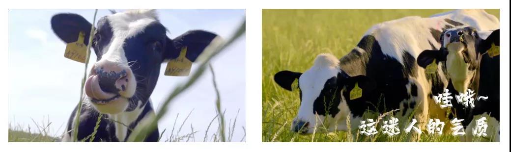 榮譽(yù) | 2019年度河南省美麗牧場名單新鮮出爐 花花牛乳業(yè)集團(tuán)旗下六個牧場榜上有名 榮譽(yù) | 2019年度河南省美麗牧場名單新鮮出爐 花花牛乳業(yè)集團(tuán)旗下六個牧場榜上有名