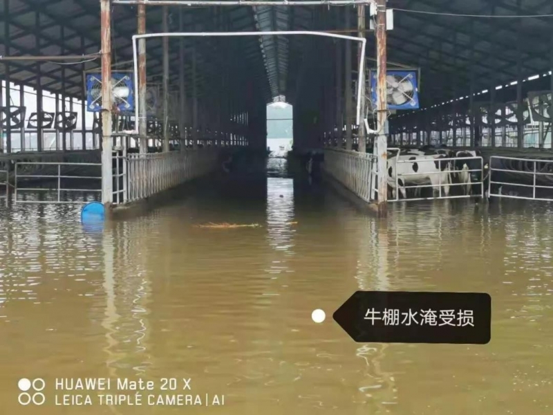 【乳報(bào)·聚焦】“豫”難而上的中原牛人“太中了”！